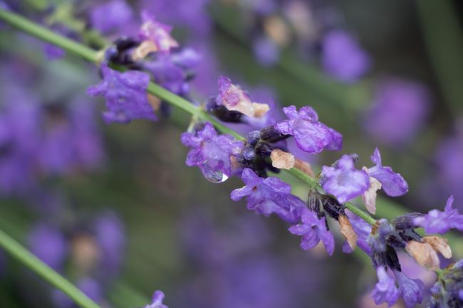 前夜に雨が降ったので<br />しずくがキレイでした。<br /><br />マクロレンズが欲しいです。<br />