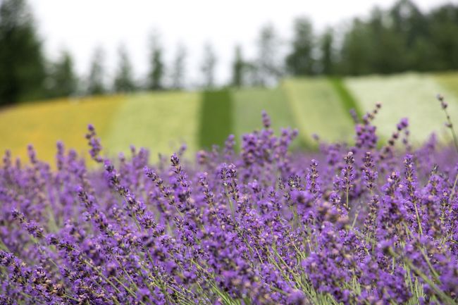 花の写真が続きます。<br />すいません・・・。<br />