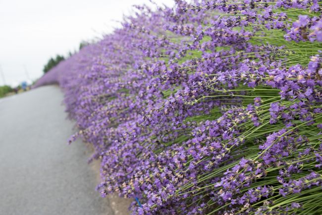 ちょうど見頃でしょうか？