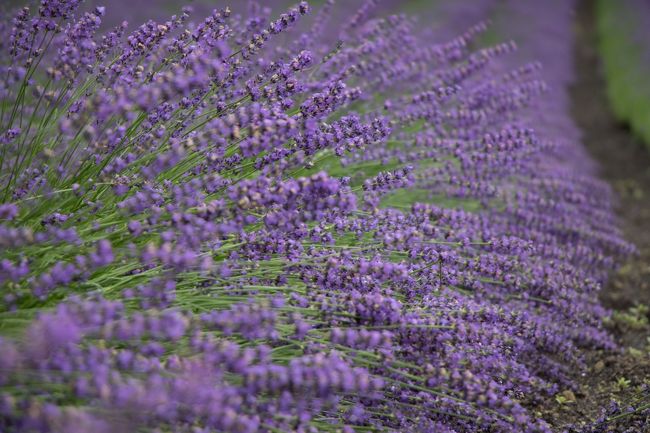 同じような写真を何枚も撮ってしまう…(^^;