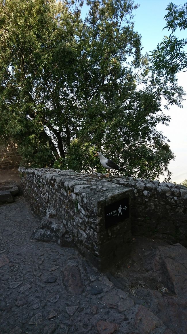 また、グランドリュに向けて下っていくと、城壁のそばにカモメが❗