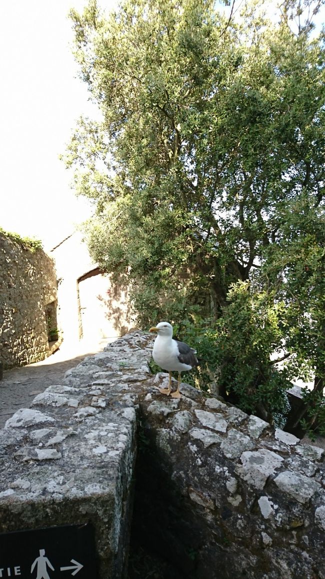 かなり、近づいても驚きませんでした。湾に囲まれているためか、カモメの鳴き声がかなりしています。