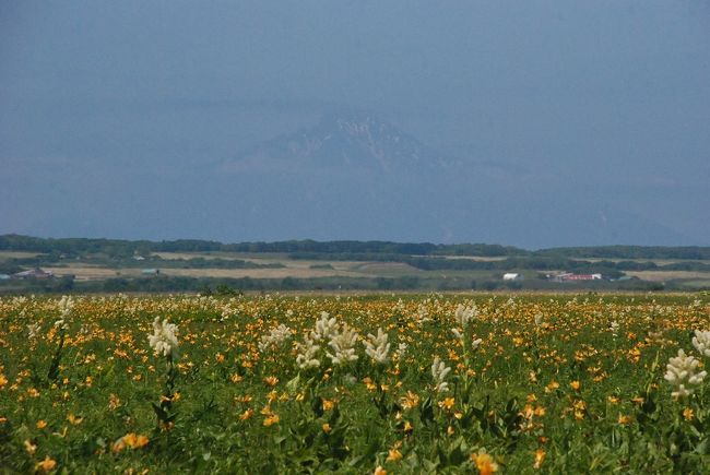 サロベツ原野オロロンラインを橙と黄色に染めるお花畑 北海道 豊富 サロベツ 北海道 の旅行記 ブログ By かっちんさん フォートラベル サロベツ原野オロロンラインを橙と黄色に染めるお花畑 北海道 豊富 サロベツ 北海道 の旅行記 ブログ By かっちんさん フォートラベル
