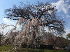 円山公園の桜です。
お昼間みると やはり少し早いお花見京都だったかな。