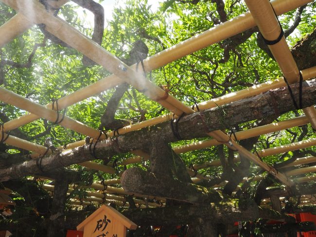 暑いです。<br />砂ずりの藤にはミストが。