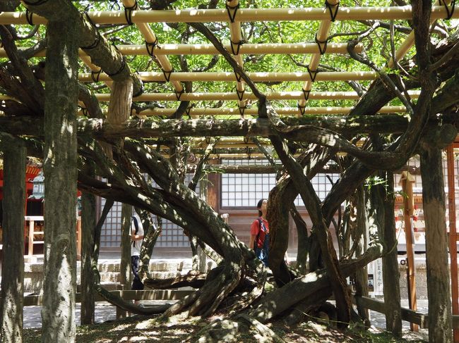 通りがけにミストを浴びているようです。