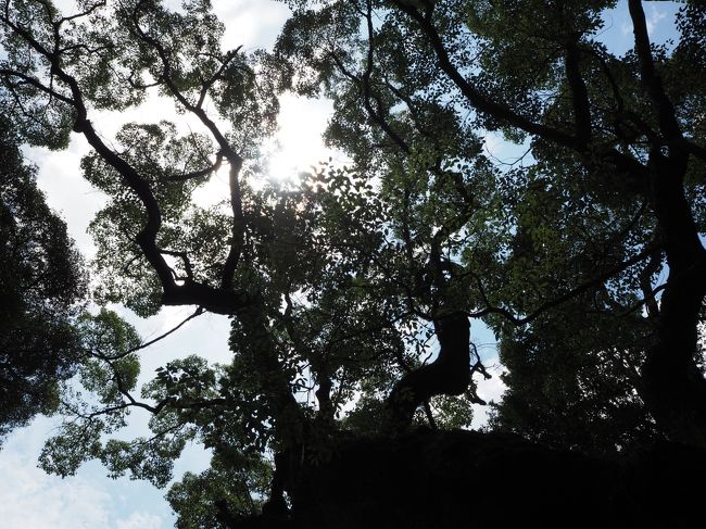 パワーを感じる、若宮の大楠（おおくす）です。