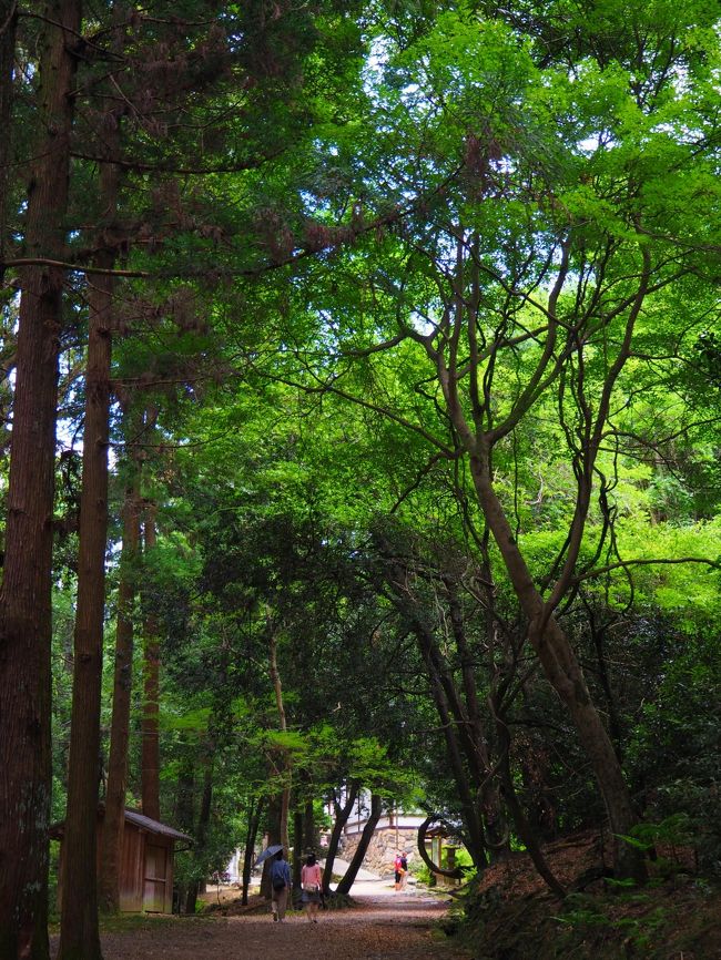 上の禰宜道、緑がきれい。