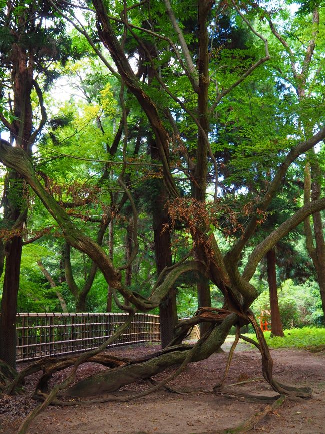 奈良公園へ。<br />木の幹自然アート。