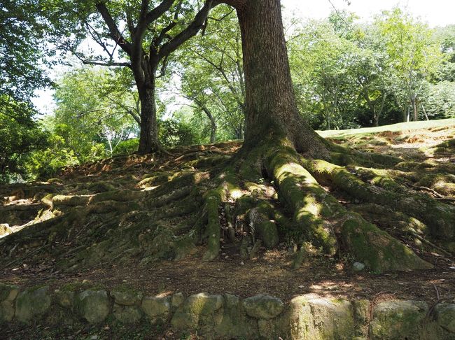 自然根っこアート。