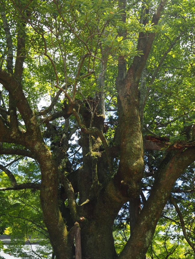 見事な木。