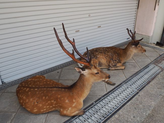 春日大社の駐車場へ別の道で。<br />この時期、男鹿に立派な角が。