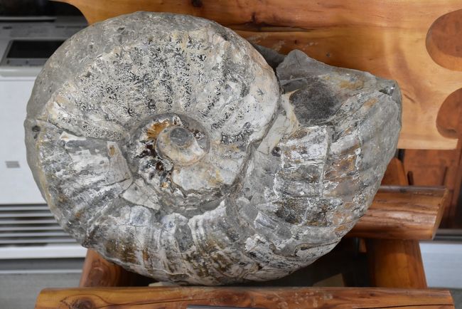 恐竜やアンモナイトの化石が発見される天塩中川（北海道）』枝幸
