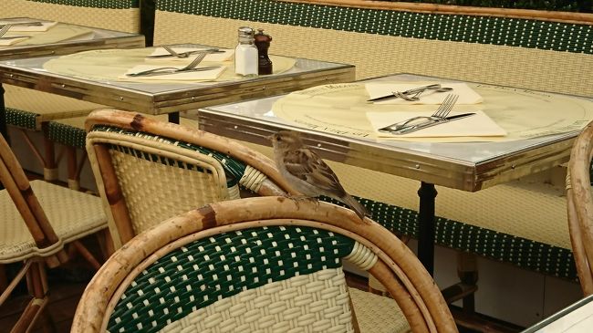 テラスで食べていると、鳥たちがエサを求めに近づいてきます。人に慣れてます。