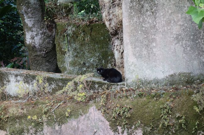 さて、少し休憩ののちレガレイラ宮殿に行きます。<br />黒猫ちゃん。