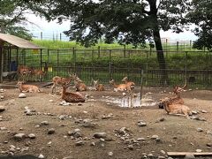 ここから徒歩5分ほどで公園の敷地内に入れます。
お、さっそく鹿が居たぞー。