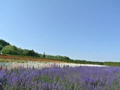 続いて、ファーム富田のラベンダー畑に到着。