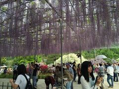 足利フラワーパークにつきました。この年は、ちょっとだけ遅かったかな。
神奈川に住む外国人もわざわざ行くほど人気なんです。

ある日突然田んぼ道にできた足利フラワーパーク。
アッという間に北関東を代表する観光地になりました。


