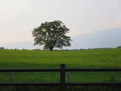 小岩井農場一本桜