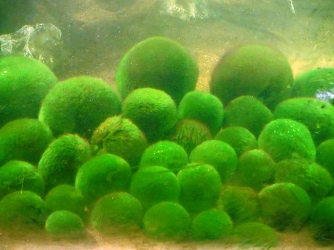 阿寒湖 Akanko 天然記念物マリモ 湖畔の温泉とアイヌコタンへ 阿寒 北海道 の旅行記 ブログ By Raindanceさん フォートラベル