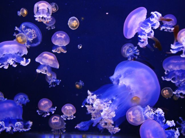 海月が漂う夜 真夏の究極ヒーリング 山形 クラゲ水族館 鶴岡 山形県 の旅行記 ブログ By ウェンディさん フォートラベル