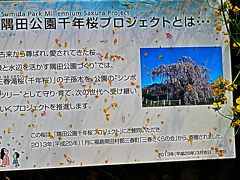 浅草・桜-１　隅田公園　花見名所！700本の桜/45   2