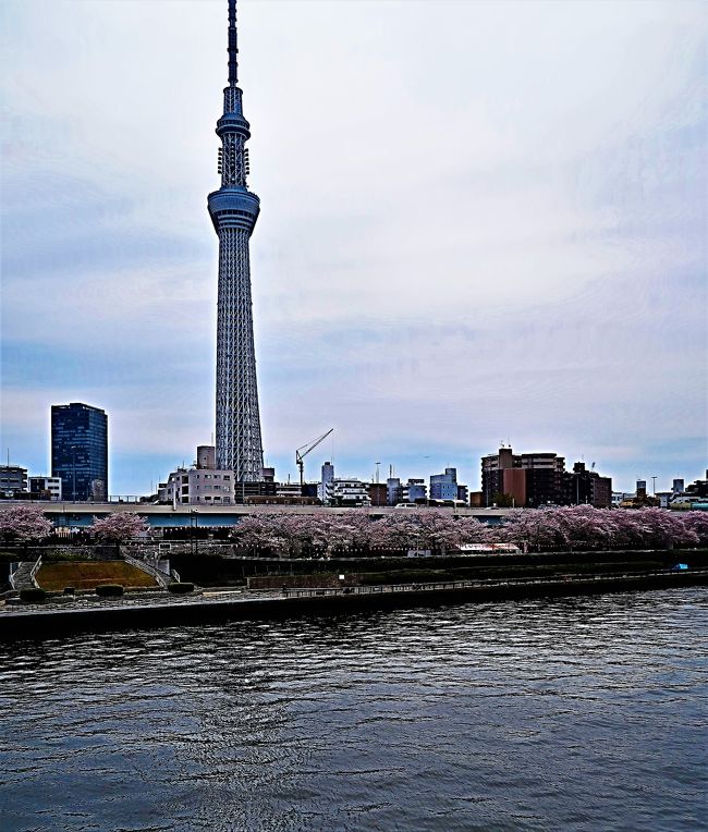浅草・桜-3 桜橋（X字形の歩行者専用橋）を渡って対岸へ ☆花見
