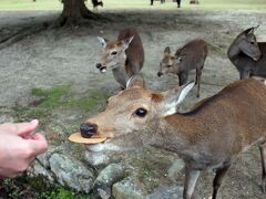 あげるのにもたついていたら、鹿に鼻スタンプされてしまいました。