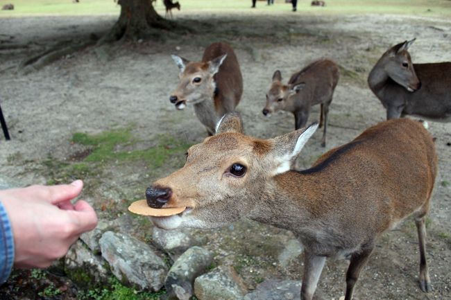 あげるのにもたついていたら、鹿に鼻スタンプされてしまいました。
