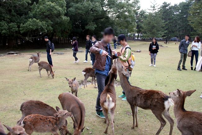 鹿せんべいを持った瞬間から、鹿のターゲット。