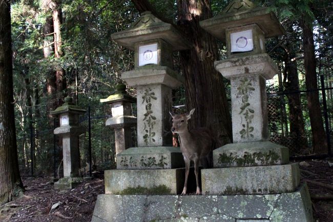 鹿男あをによしに出てきそうな景色
