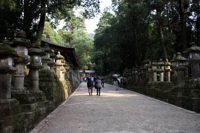 参道の両脇にずらっと灯籠が続きます