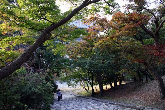 少し色付いた葉と緑の葉のコントラストがきれいな道でした