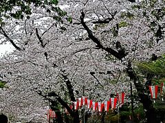 上野・桜-2　上野公園  見ごろ続く/花見客は減った/38     12