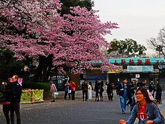 上野・桜-2　上野公園  見ごろ続く/花見客は減った/38     18