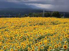 ひまわり畑到着。雨は降っていなかったんだけど、今にも降りそうなどんより天気。
でもちょうどひまわり畑を照らすように日が差してきた。ラッキー！