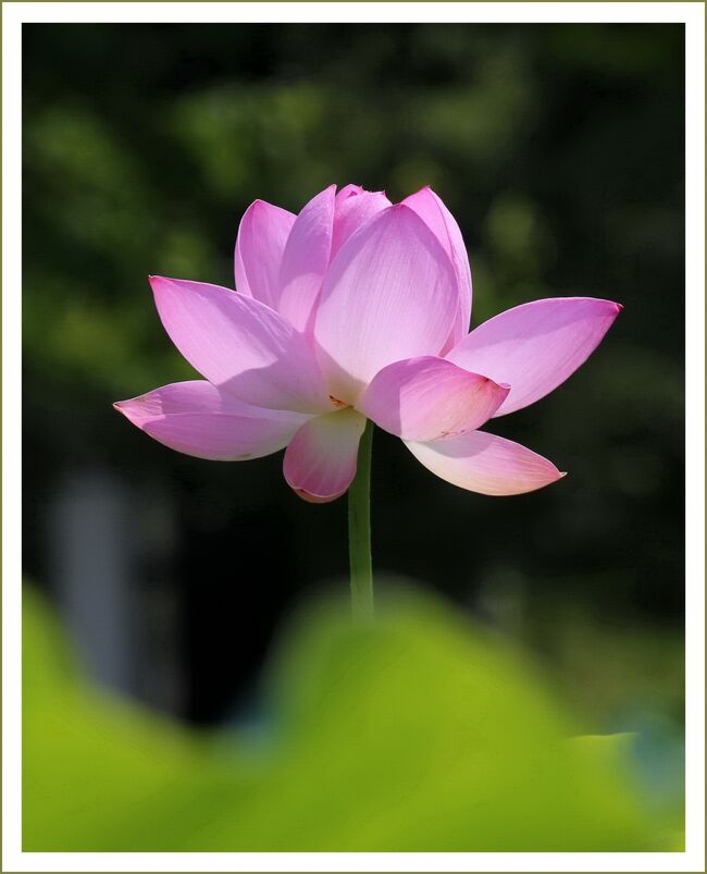 Solitary Journey 1922 美しい蓮花 大輪の花を咲かせるためにはものすごく汚い泥水が必要なのですネ 棲真寺 広島県三原市 三原 広島県 の旅行記 ブログ By Mechagodzilla 703さん フォートラベル