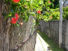 慶留間島に渡り、集落をちょっとぶらり。

こういう路地好きだな―