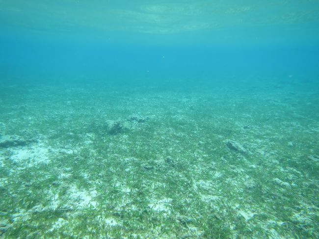 食後初シュノーケル。草原を抜けて～