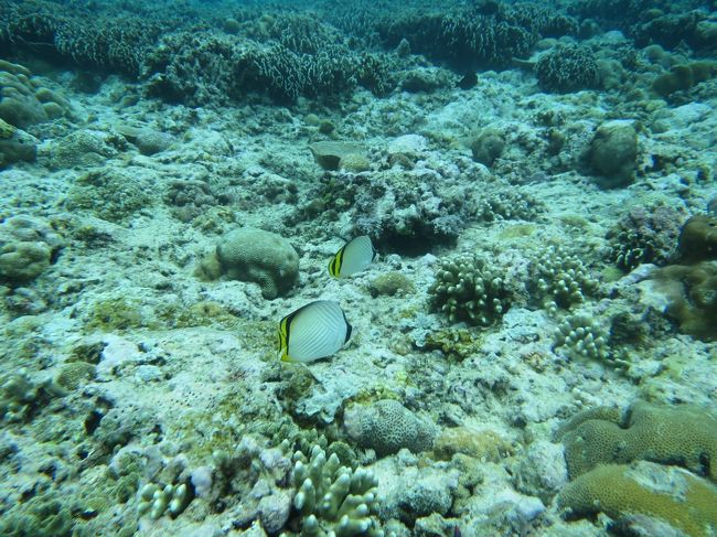 サンゴのとこ。