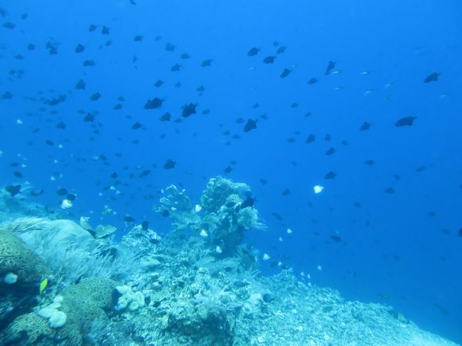 さらにドロップオフも。カスミチョウチョウオがいっぱいいて、超キレイ。すごいここのビーチ