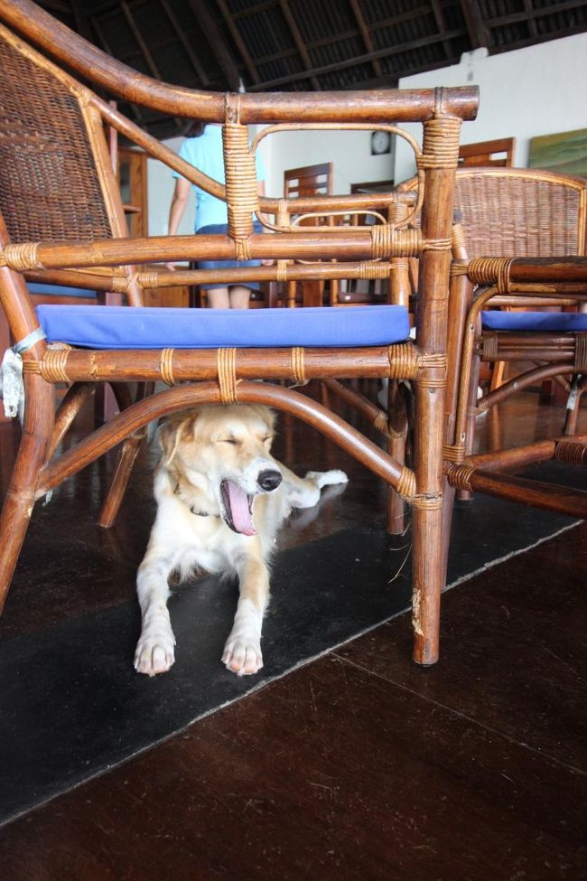 朝はゆっくり。ワンコと遊んでもらうぞ～