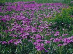 平成１５年４月１７日（木）秋ヶ瀬橋の田島ヶ原サクラソウ自生地