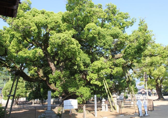 〔東院〕樹齢千数百年の大楠。弘法大師が幼少の頃からの樹だそうです。<br /><br />善通寺は由緒ある伽藍や像など見所が多く、時間をかけてゆっくり回りましたが印象に残るいいお寺でした。