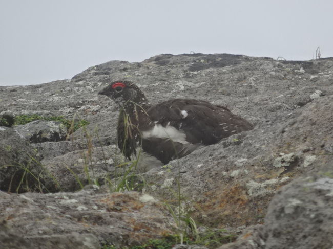 2度目の百名山乗鞍 雷鳥夫婦との出会い 乗鞍 長野県 の旅行記 ブログ By 三毛猫美花さん フォートラベル