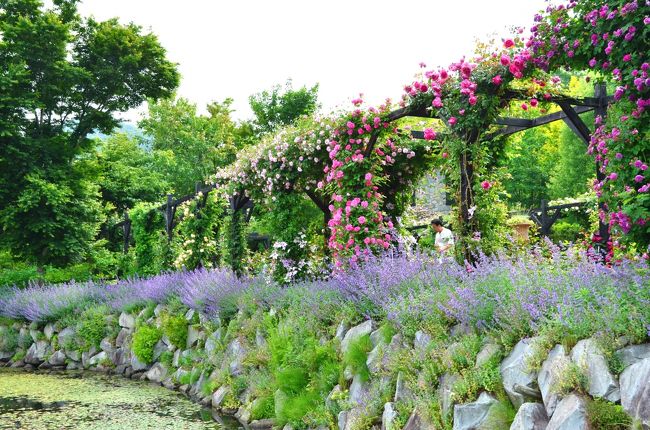 バラのトップシーズンに軽井沢へ １ 晴れの日のガーデン散策 １日目 軽井沢レイクガーデン 軽井沢 長野県 の旅行記 ブログ By ショコラさん フォートラベル