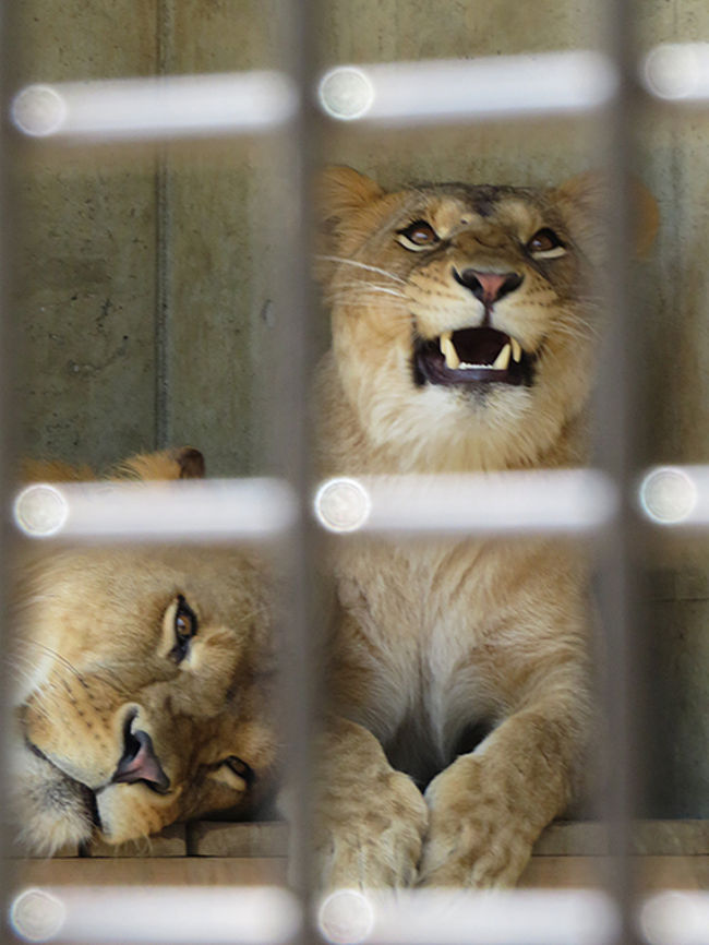 若獅子カップルがカワイイ【桐生が岡動物園②】』桐生(群馬県)の旅行記 