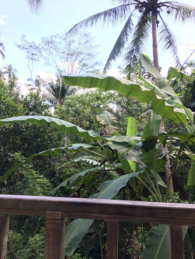 部屋からの眺め。<br /><br />6時10分　起床<br />7時　　　最後のヨガ<br />8時　　　朝食<br /><br />ゆっくり朝食をとった後は、せっかくなのでホテルでのんびり。<br /><br />気持ち良いホテルだったな～。<br /><br />とってもゆったり、のんびりと午前中は過ごしましたが。