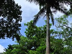 背の高いやしの木が南国の島に映える♪
南国っつーか、８月なので熱帯雨林くらいの不快指数･･･。
あついよー