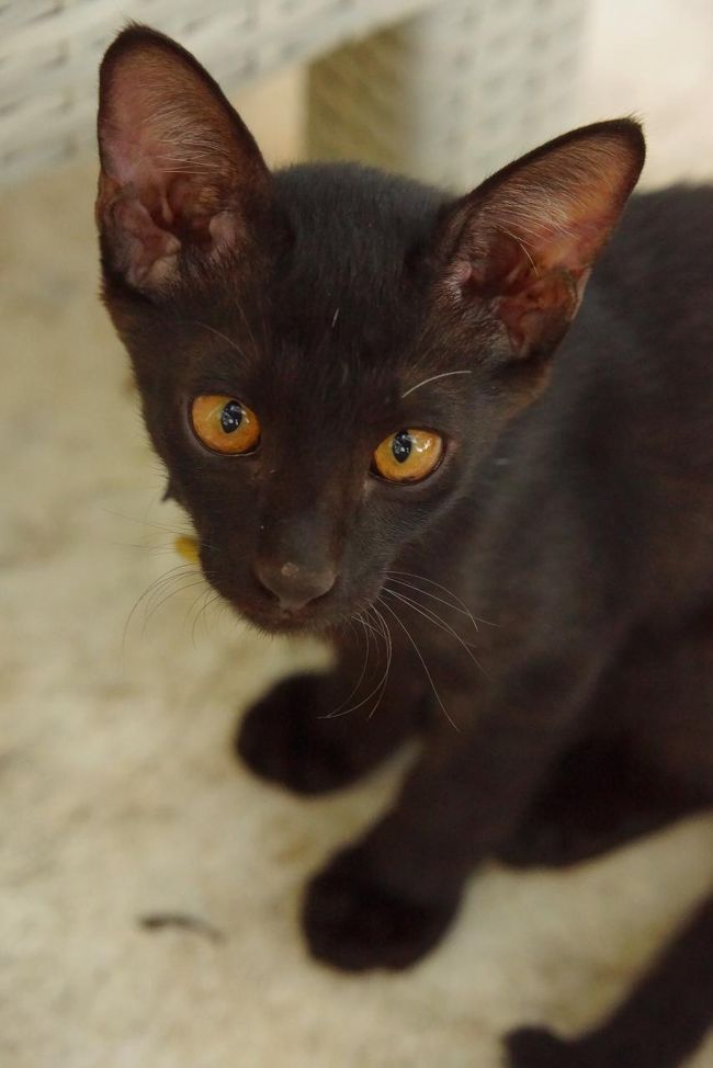 そして、アクアテラスの名物といえば、にゃんこ！<br />行く度に違うネコなのですが、常に誰かしらネコがいます。<br />大抵ビストロにいるので、ネコ好きにはたまらない時間を過ごせます。<br />私は、ネコ好きだけどネコアレルギーなので<br />触らず写真を撮らせてもらうばかり。。